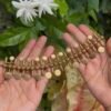 Antique Lakshmi Kashu Choker Set